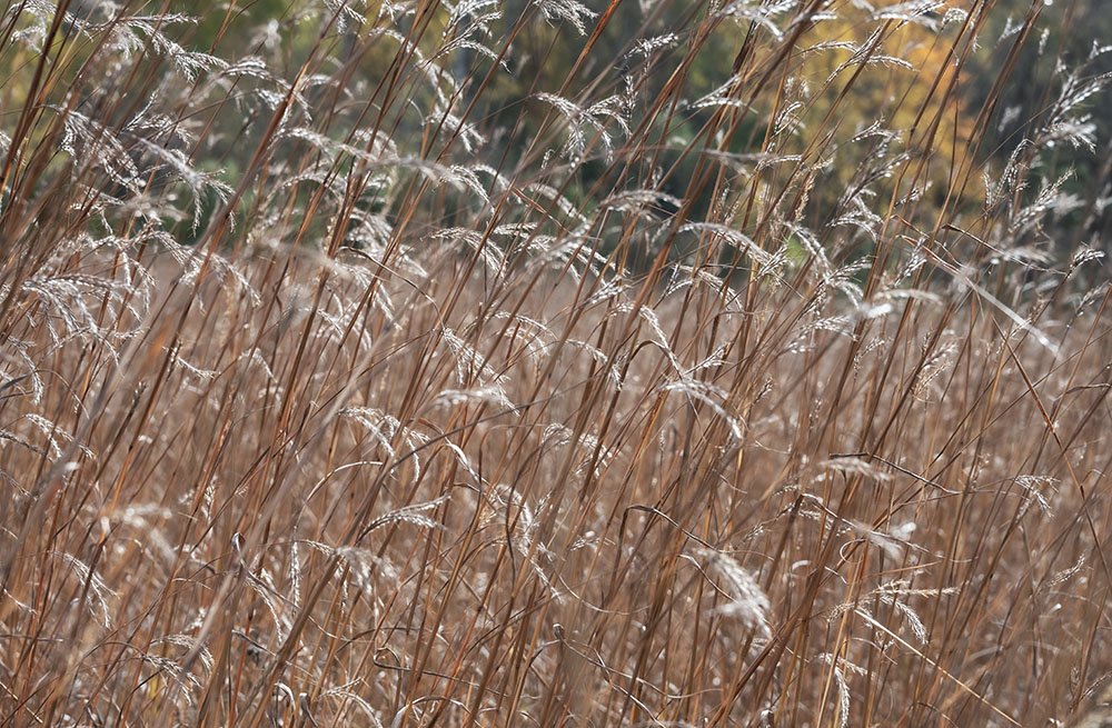 Little Bluestem Lilt. UWM Waukesha Field Station, Waterville.