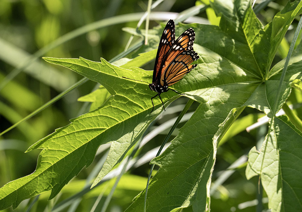 A viceroy butterfly, a monarch look-alike.