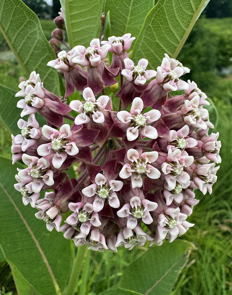 Common milkweed blossom, Milwaukee County Grounds, Wauwatosa.