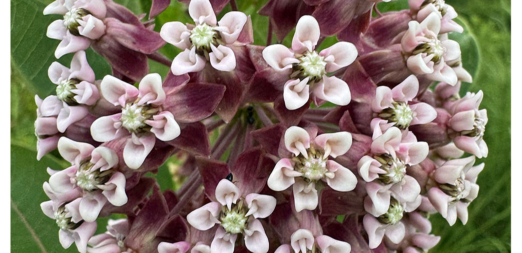 Common milkweed blossom