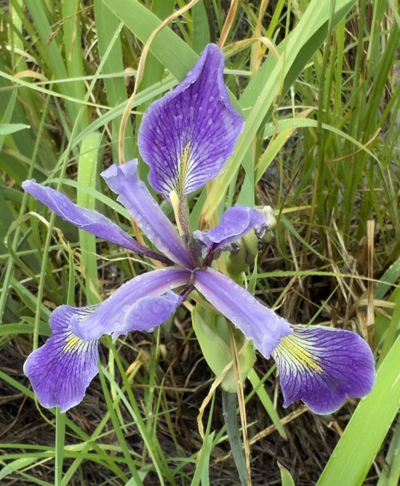Wild iris blossom.