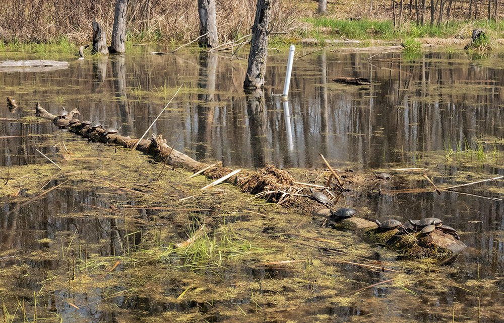 I counted a baker's dozen turtles sunning on this log in the Vernal Pond.