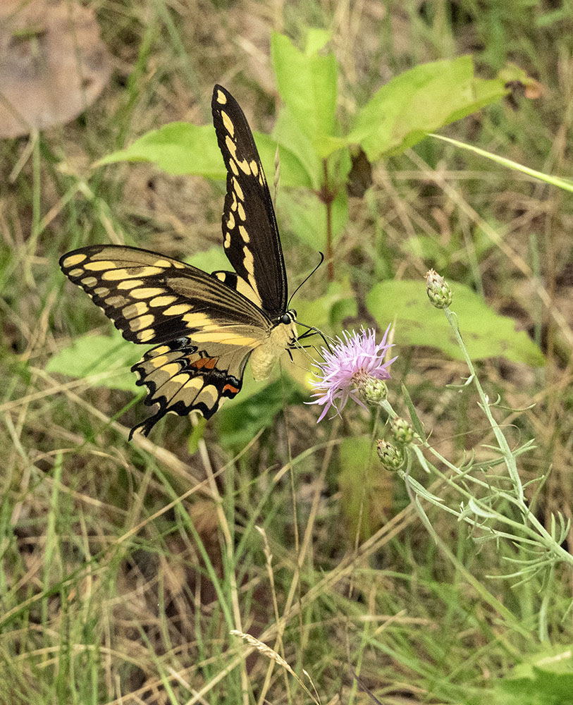 Eastern Giant Swallowtail butterfly on spotted knapweed.