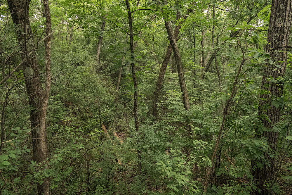 Wooded depressions that may be glacial kettles lie to either side of the drive.