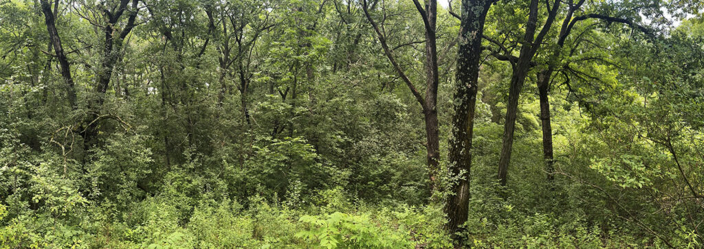 Forest panorama.