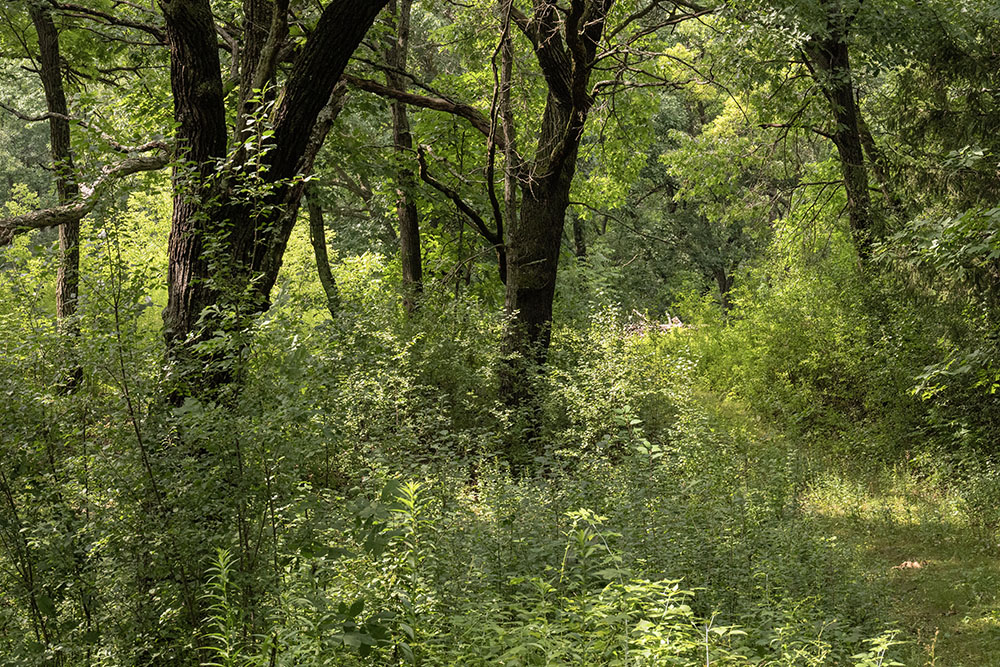 The forest primeval, a rare oak opening habitat being protected by this preserve.