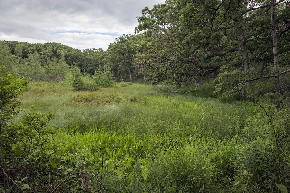 Beulah Bog State Natural Area, East Troy. A rare undisturbed kettle bog with many unusual plants more typical of northern bogs. A short hike takes you to a boardwalk that leads out onto the bog.