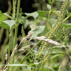 Cabbage white butterfly