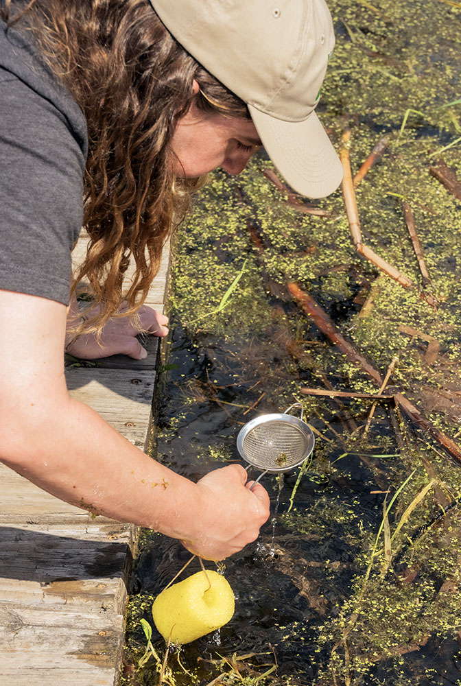 Strainers were provided for participants to use to scoop up aquatic creatures.