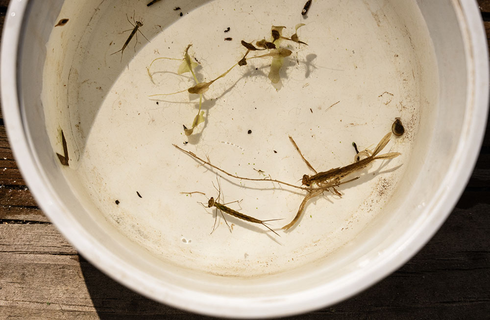 These damselfly nymphs were among the creatures caught and identified before being tossed back in the pond. 