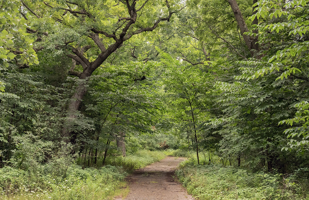 A decaying asphalt drive tunnels into the forest.