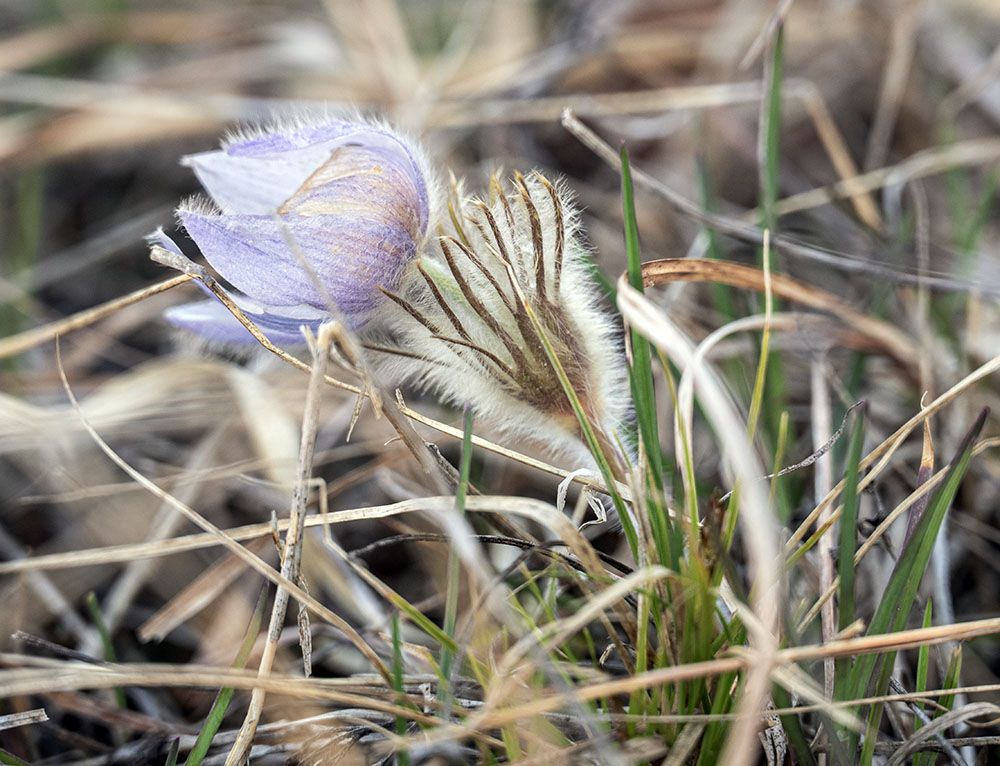 A delicate pasque flower in bloom on the prairie. Easy to overlook without close inspection. I might have missed these entirely if not for our guide.