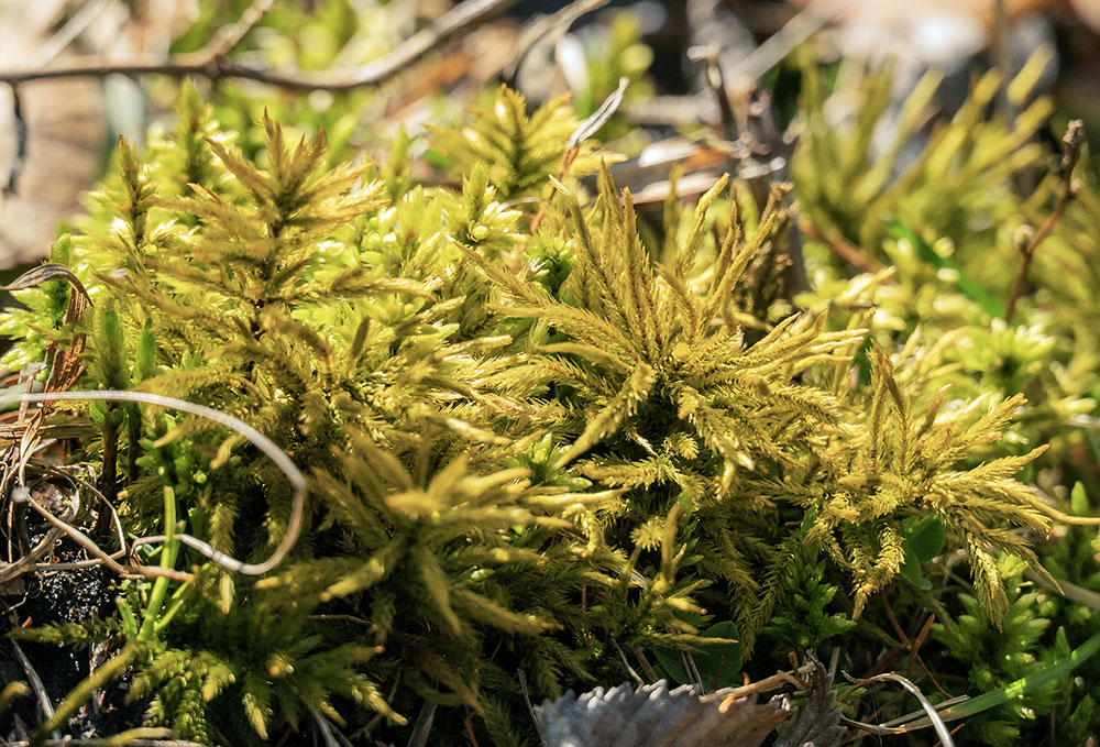 A patch of moss energized by the warm spring sunshine.