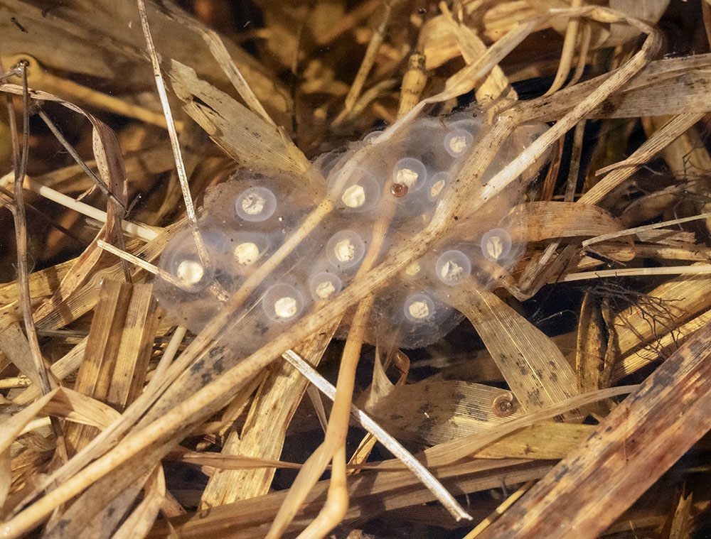 This was another thing I would have missed if I were alone, a frog egg mass floating amid the reeds in Kettle Pond.