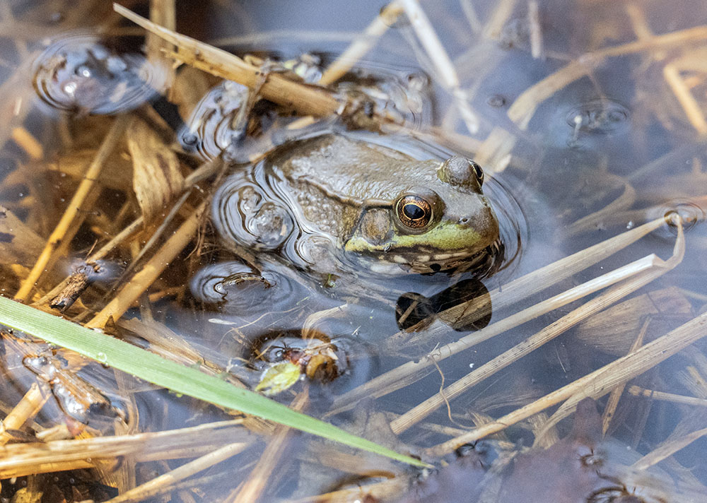 This green frog was among the multitudes of frogs seen--and especially heard--from the boardwalk in Vernal Pond.