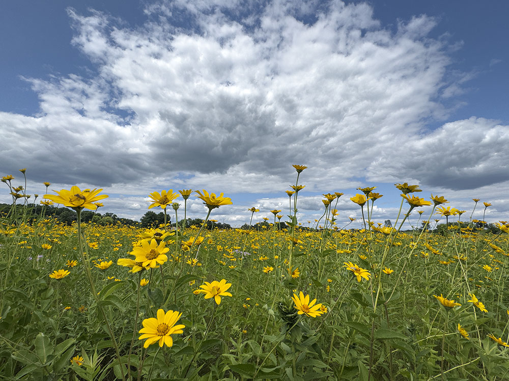 Sunflower Sensation!