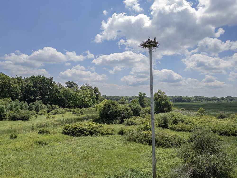 A family of ospreys inhabits a tower erected for the purpose at the west end of Minors Park, another Village of Mukwonago park that stretches along Hwy LO near the village center and adjacent to the Phantom Lake wetlands. 