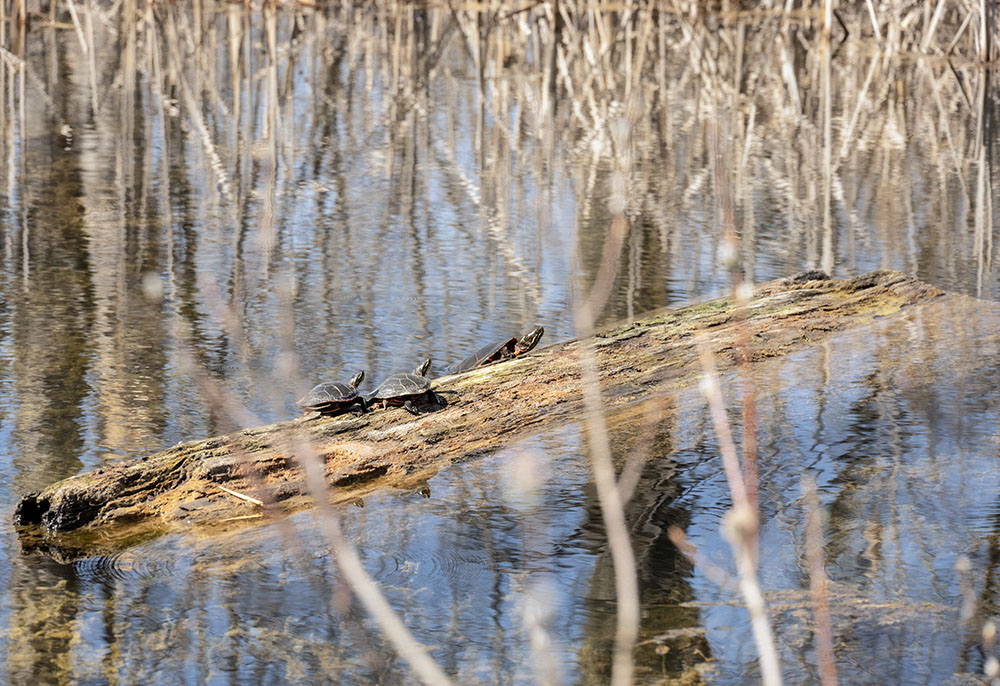 A trio of painted turtles sunning on a log in No No Pond.