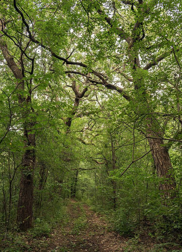 A dirt track rambles along the ridge top through the oaks.