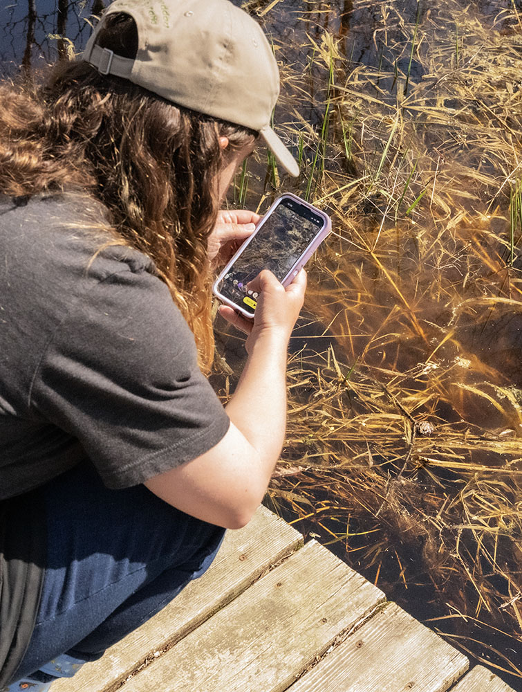 Participants used apps on their phones to identify plants and animals like the wood frog, as well as to photograph them.