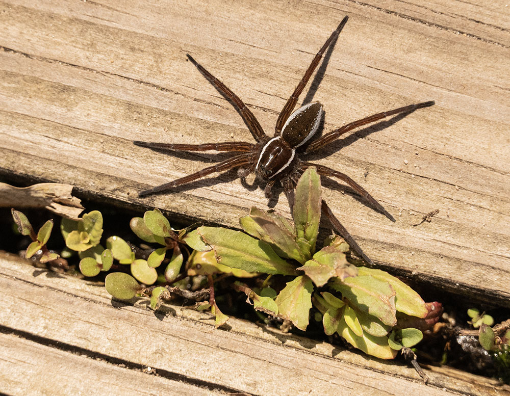 A sizable six-spotted fishing spider scuttled out of our way as we walked onto the boardwalk at Vernal Pond. These aquatic spiders are able to scamper along the surface of the water.