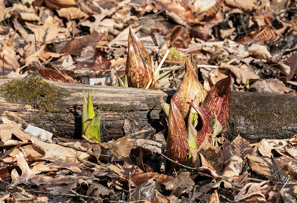 Skunk cabbage flowers, always among the first to bloom in spring, spotted along the Swamp Boardwalk.