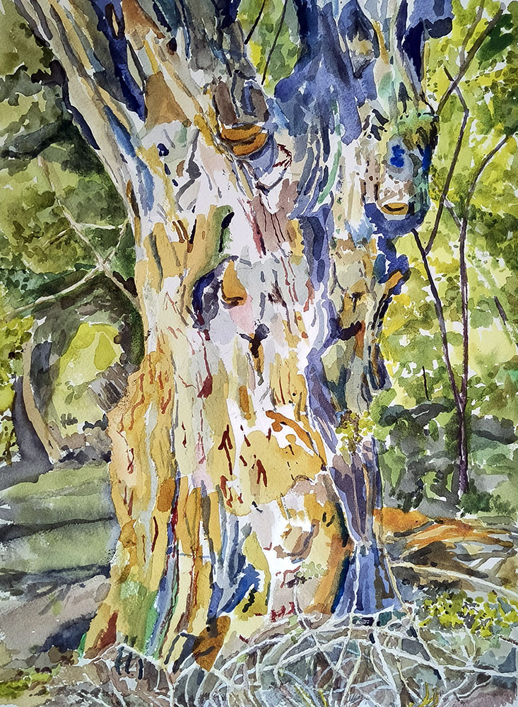 Old Willow 2. Watercolor 11"x 15"