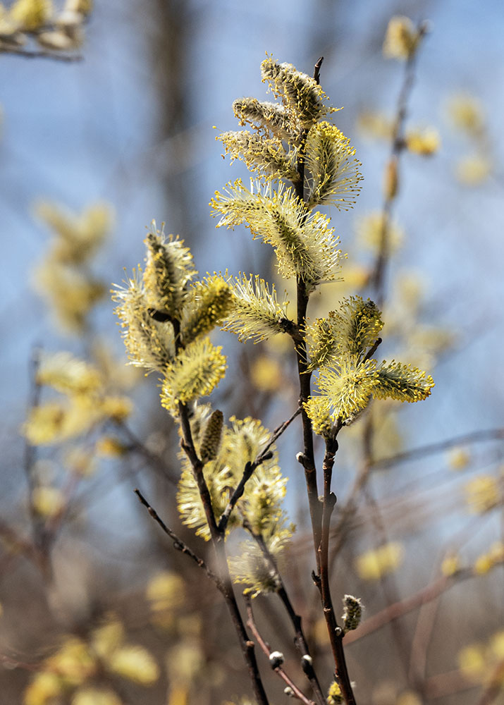 Willow buds catching the morning sunlight.
