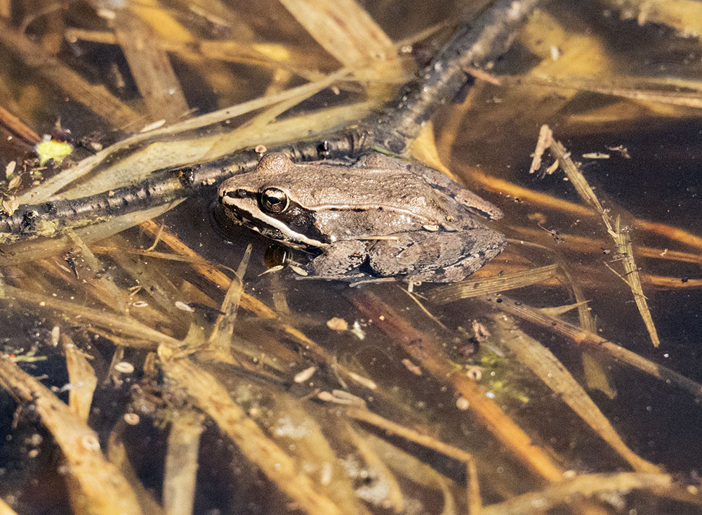 A wood frog poses for a close up in Kettle Pond.