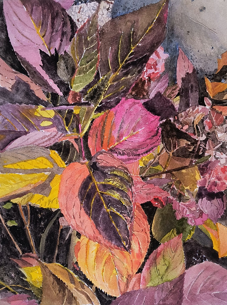 Coleus. Watercolor