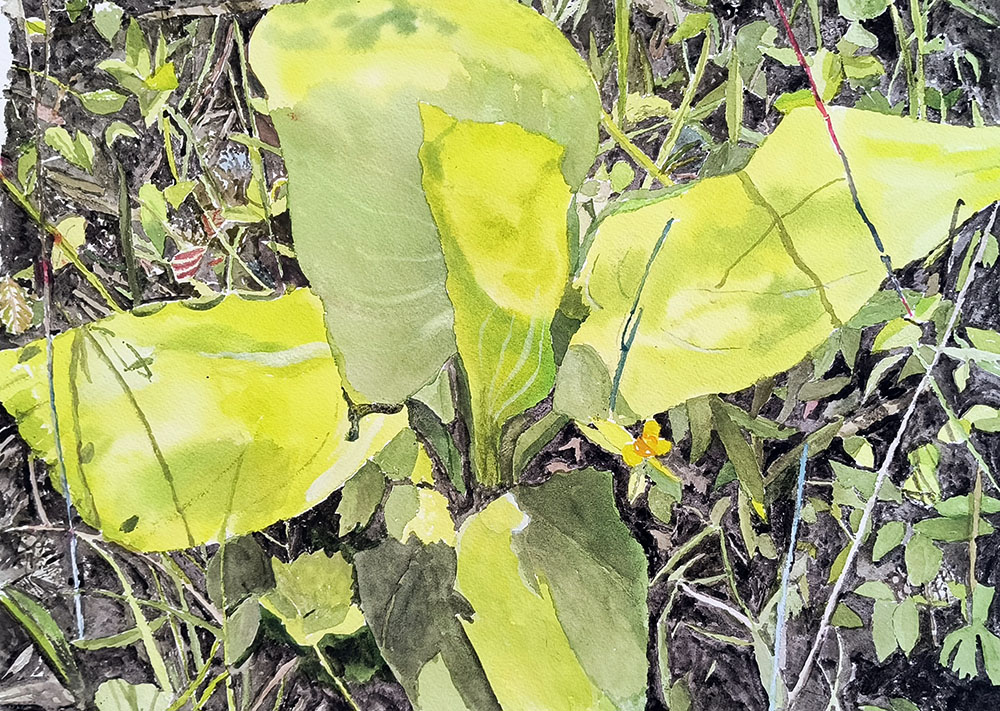 Skunk Cabbage. Watercolor 11"x15"