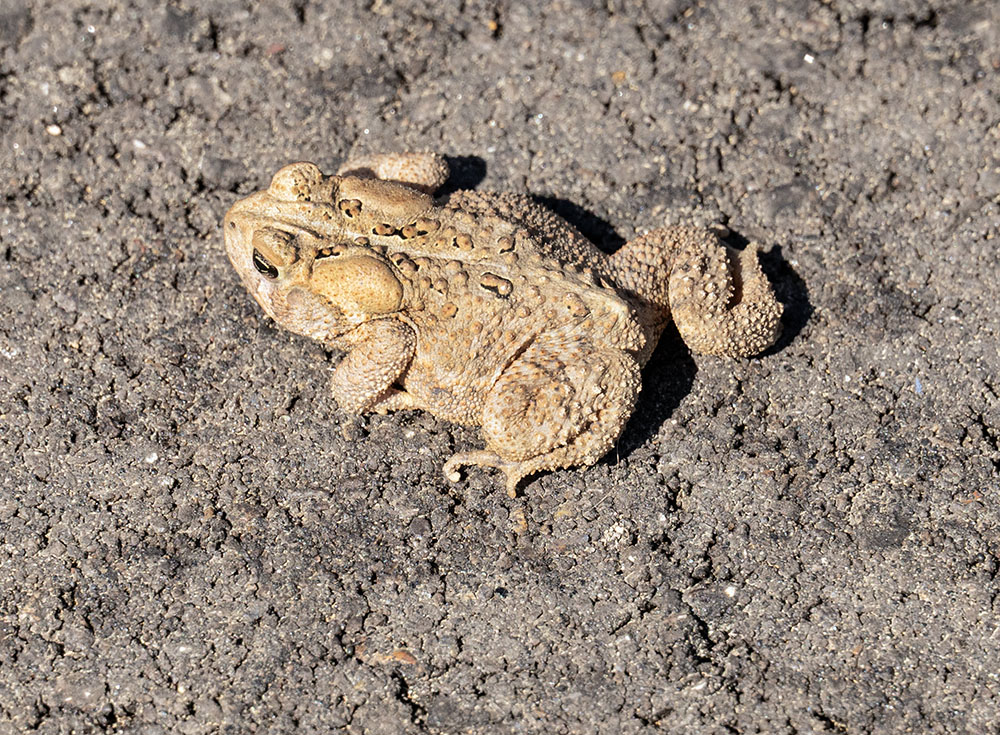 Some wildlife was even checking out the freshly laid asphalt. This is an American toad.