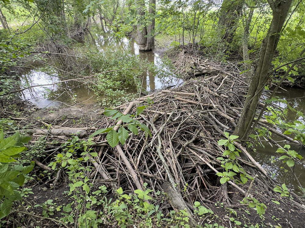 Beavers are active on the Hoerig property. This dam is located on the Little Menomonee Creek near its confluence with the Little Menomonee River. Beaver dams help slow floodwaters and inundate the surrounding land, which aids in the goals of absorbing stormwater and reducing flooding downstream.