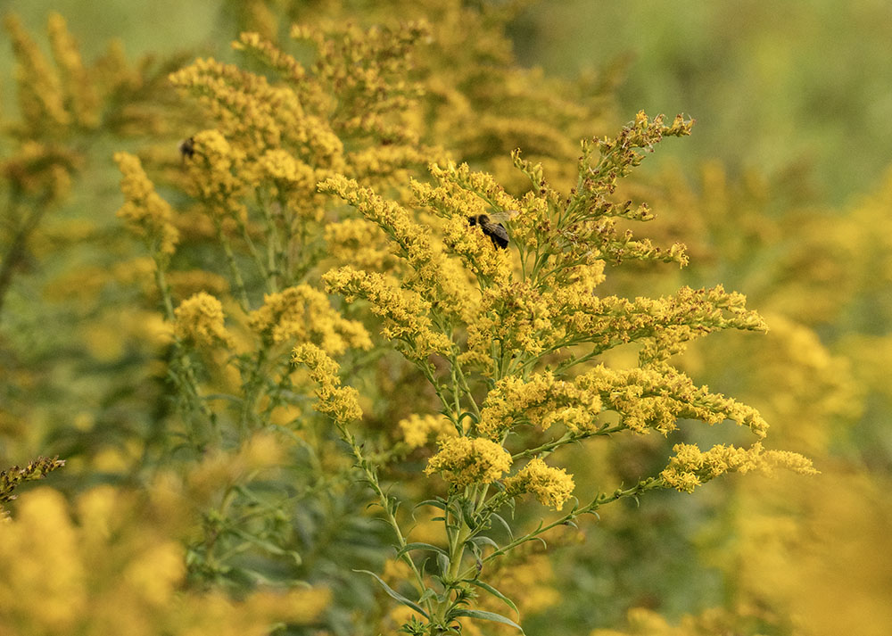 Bee on Goldenrod