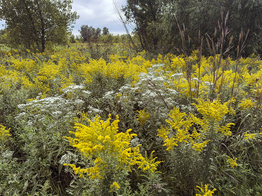 Boneset and goldenrod bouquet