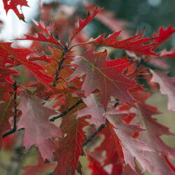 Oak leaves in autumn