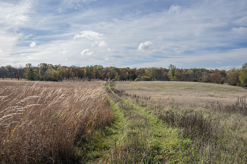 An old farm road leads through restored prairie towards the woodland in the distance at the Ernst property in Germantown.