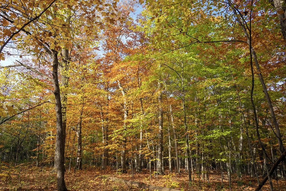 The woodland at Ernst, dominated by beeches and maples, is spectacular in autumn colors.