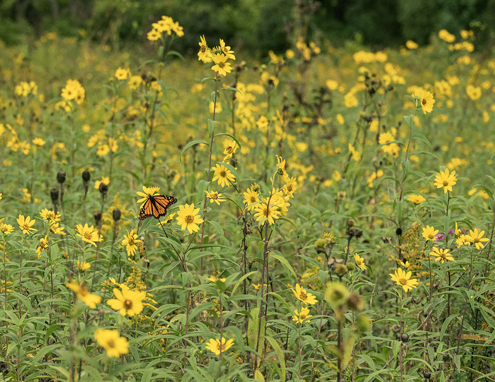 Monarch in field of wildflowers