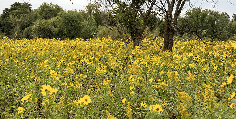 Field of golden flowers