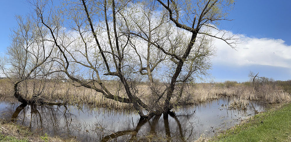 A wetland scene from Franklin DC preserve in Franklin.