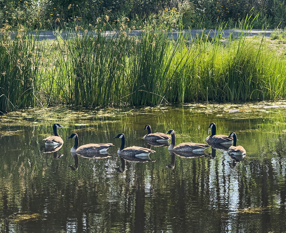 Live animals grace the Firefly Grove pond out in front of the new sculptures, including this gaggle of geese and...