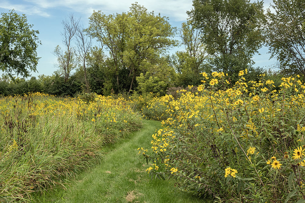 Along the golden trail, wildflowers towering over my head lean out as if in greeting.