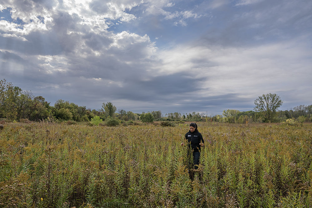 Burning has helped in the restoration of this former agricultural field at the Grall property.