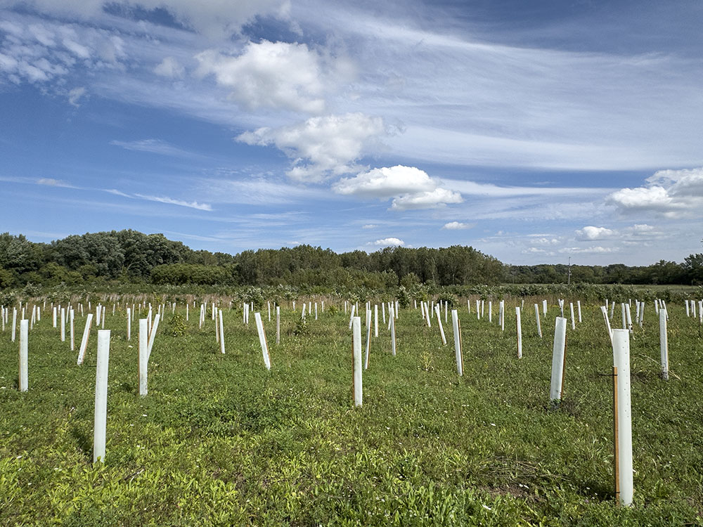 A future forest is planted in a former agricultural field at the Griffiths property in Mequon.
