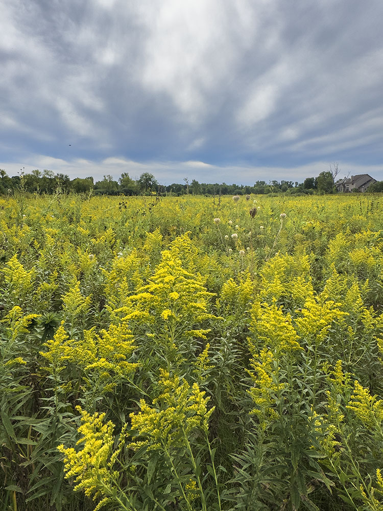 Field of goldenrod