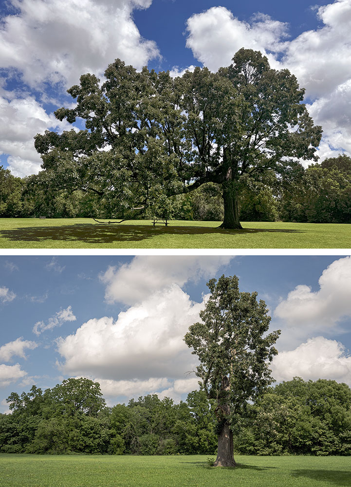 I've long admired the magnificent, asymmetrical oak seen in the top photo from several years ago in the Kinnickinnic River Parkway in Milwaukee. Imagine my dismay, then, when I went back in August and found its current, sadly truncated condition.