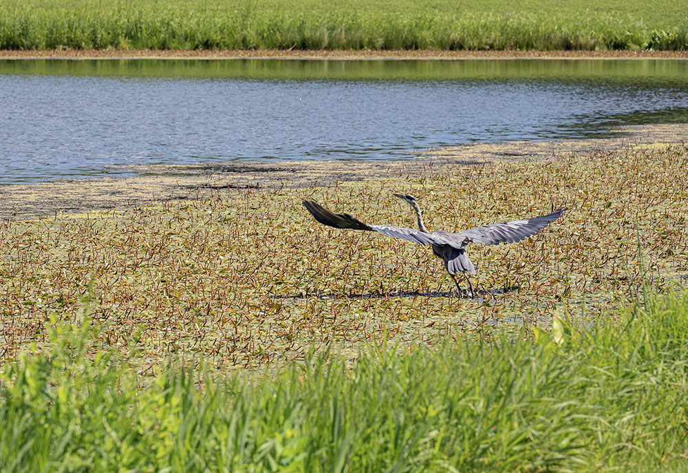 That great blue heron didn't want me to get any closer! I learned about Kirkorian Park in Sturtevant from the Root-Pike WIN newsletter. It has a surprisingly large, mostly wooded (including a lot of buckthorn!) natural area for a neighborhood park.