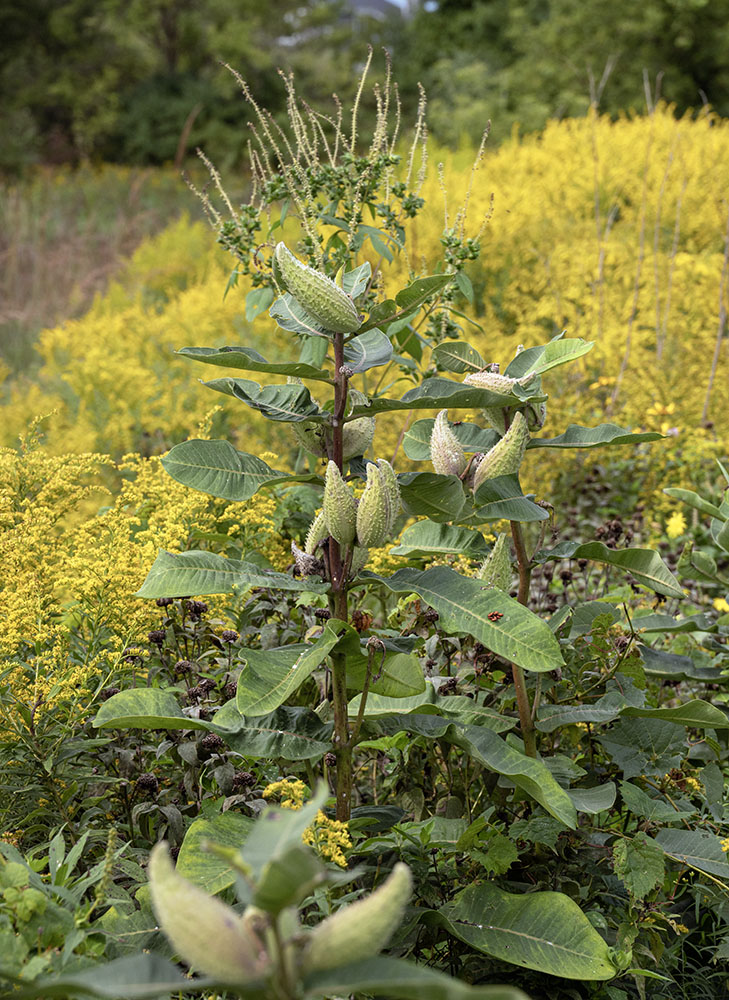 Common milkweed with seed pods