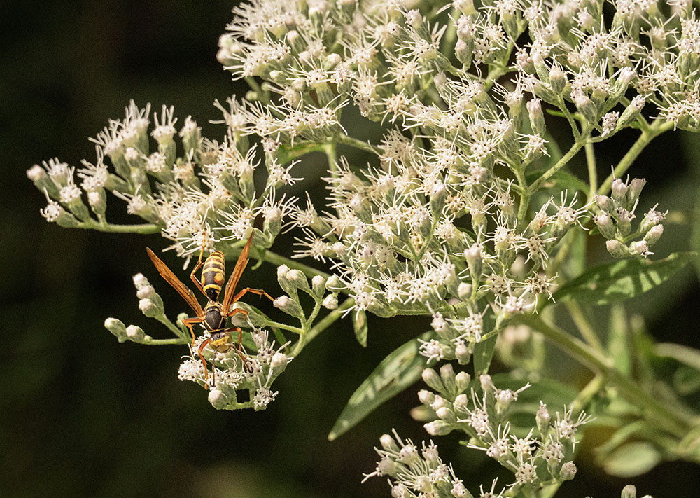 Northern paper wasp on boneset